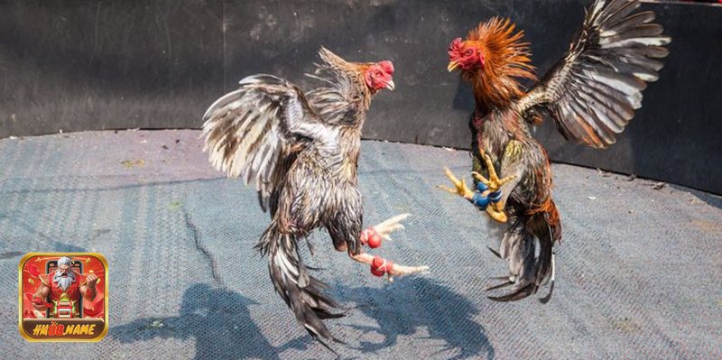 Đá Gà hm88 - Gà cựa sắt/Thomo – kịch tính đúng “chất”